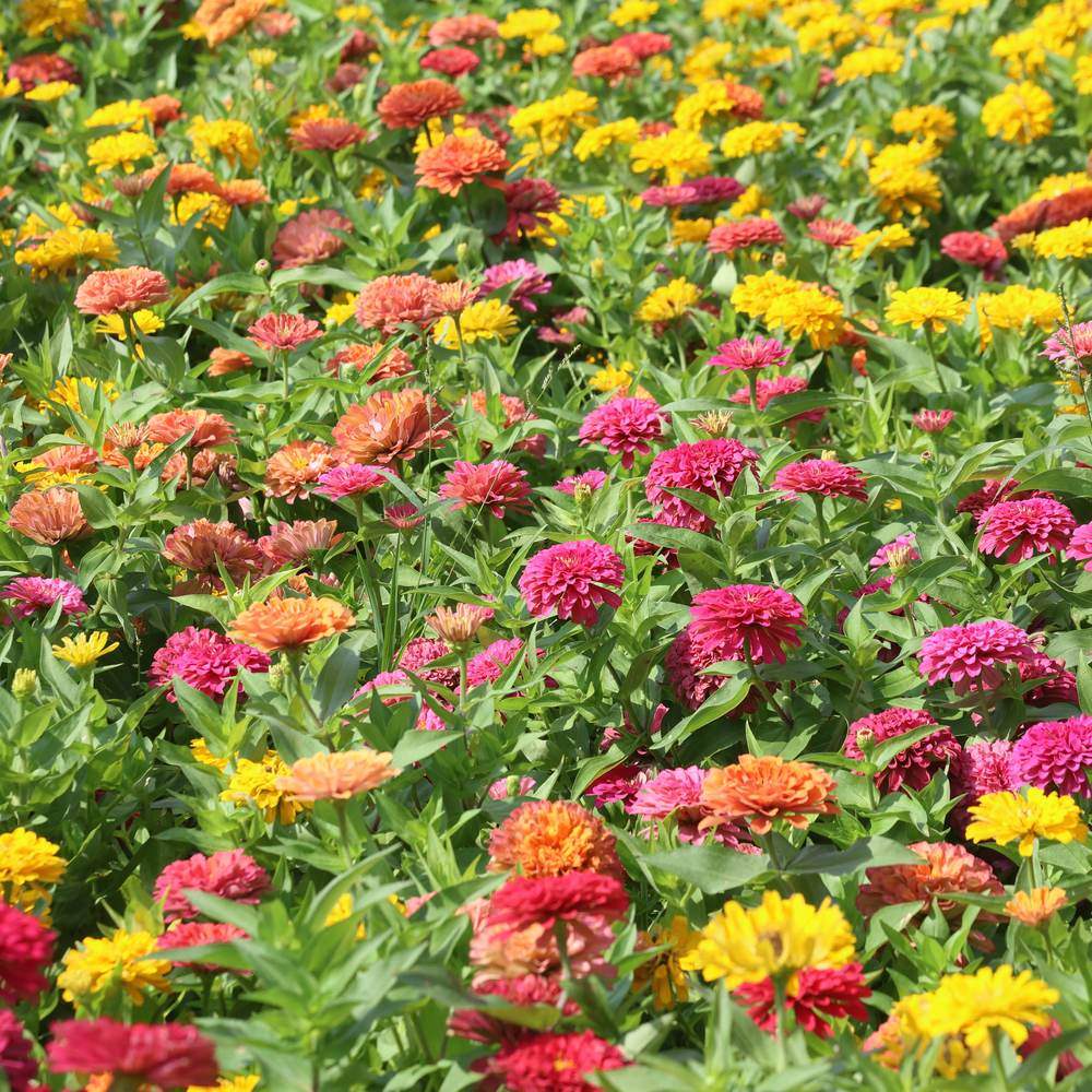 Peruvian Blend Zinnia Seeds – Epic Gardening