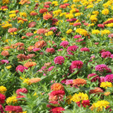 Peruvian Blend Zinnia Seeds