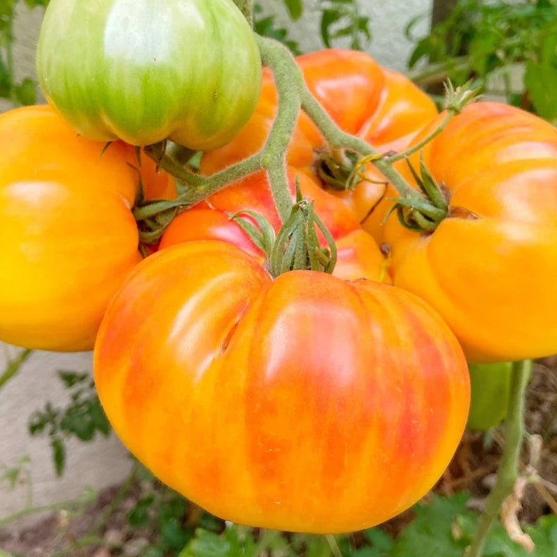 hawaiian pineapple tomato plants Pineapple Pole Tomato Seeds – Epic Gardening