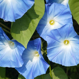 Pinwheel Blend Morning Glory Seeds