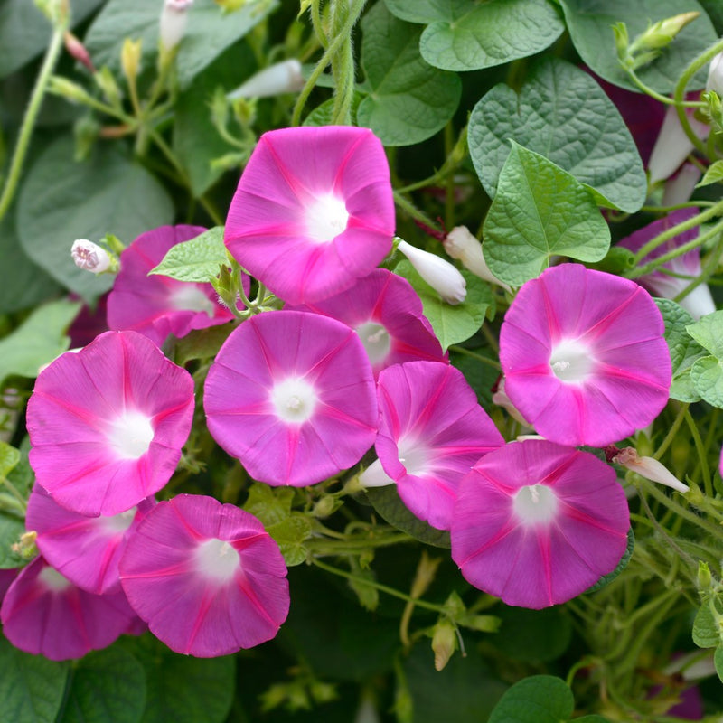 edible morning glory seeds Pinwheel Blend Morning Glory Seeds