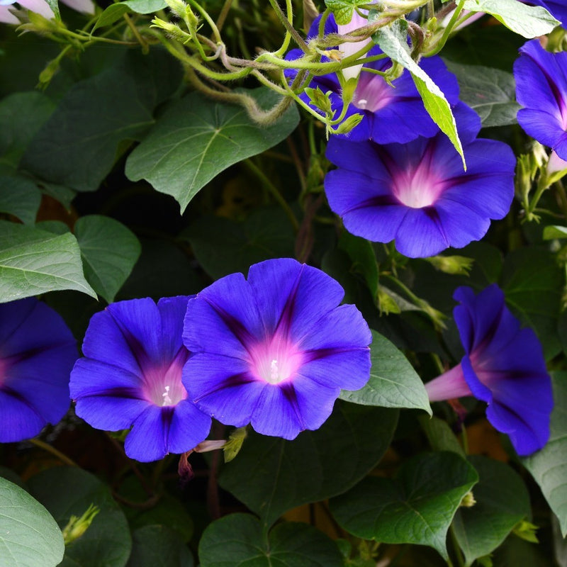 edible morning glory seeds Pinwheel Blend Morning Glory Seeds