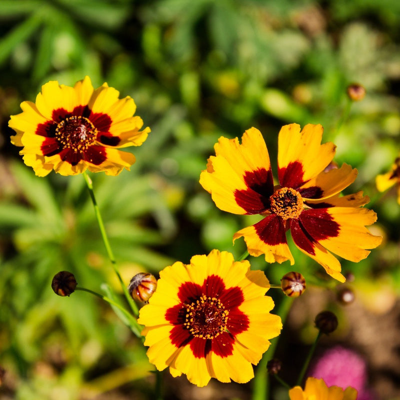 coreopsis flower seeds Plains Coreopsis Seeds