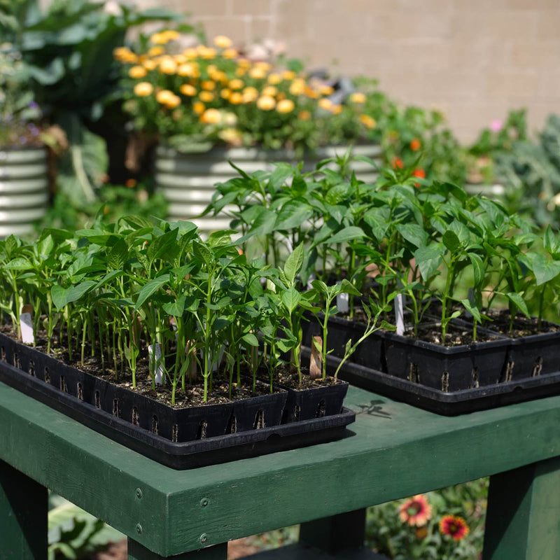 fall garden seed kit The Premium Seed Starting Kit