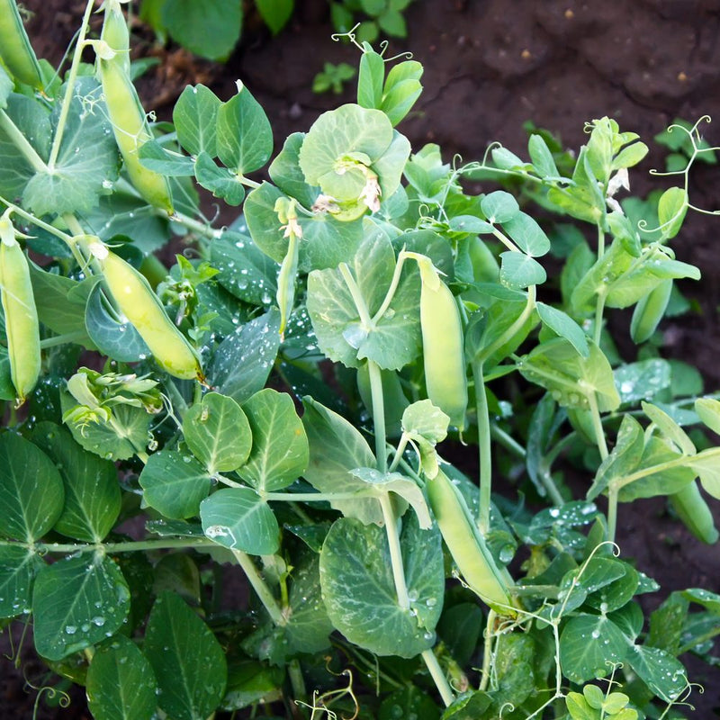 pea plant seed dispersal Progress #9 Shelling Pea Seeds