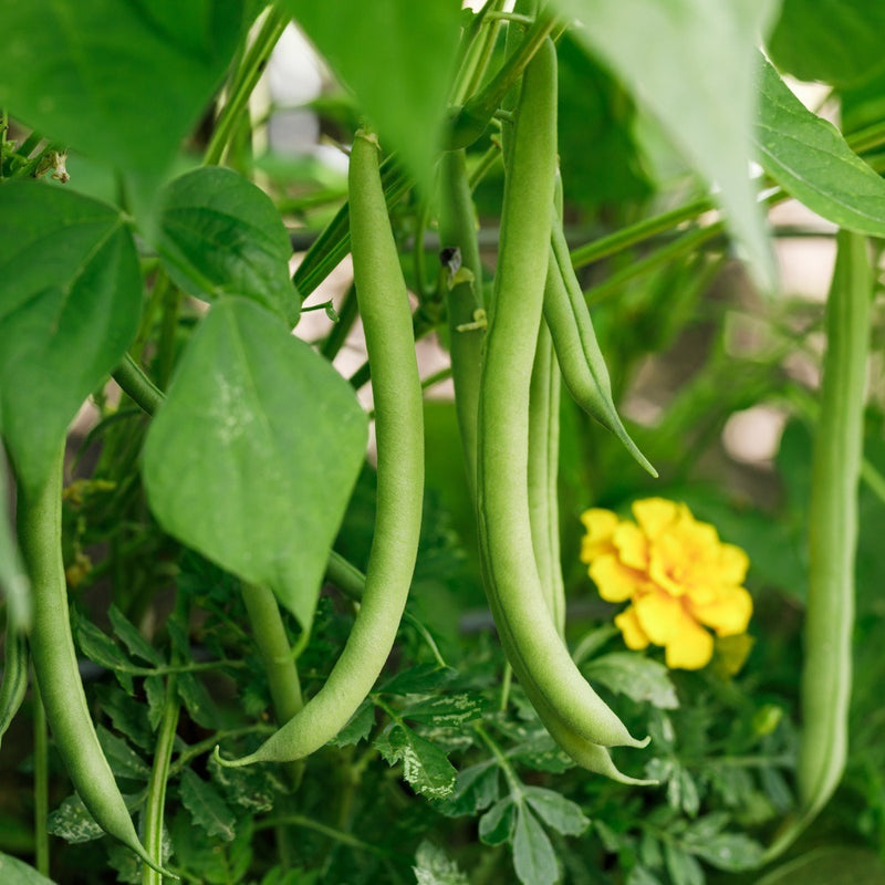 planting bush beans from seed Provider Bush Bean Seeds – Epic Gardening