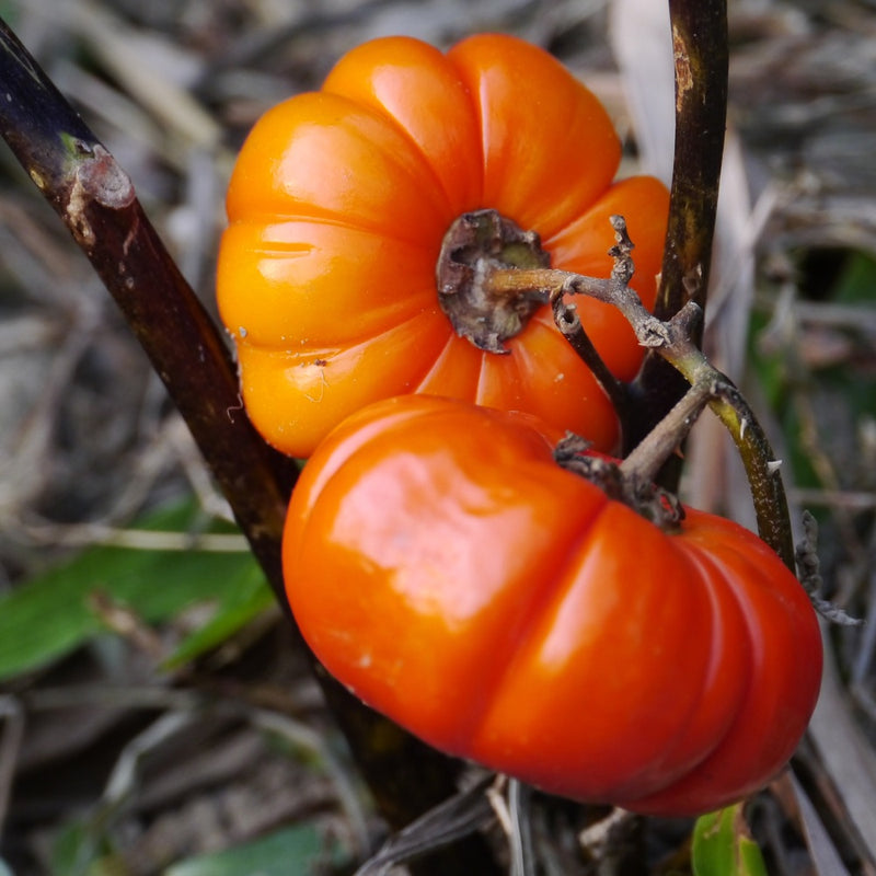 pumpkin on a stick plant seeds Pumpkin on a Stick Seeds