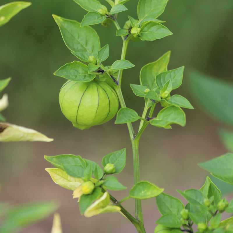 Purple Tomatillo Seeds