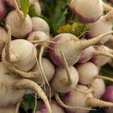 Purple Top White Globe Turnip Seeds