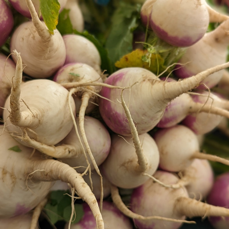Purple Top White Globe Turnip Seeds