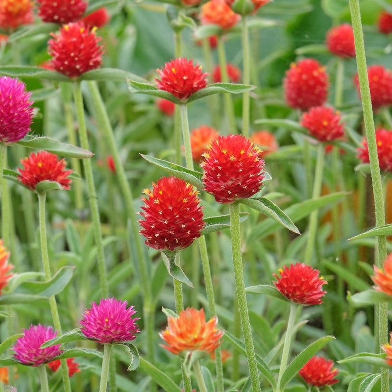 gomphrena flower seeds QIS Fiery Sunrise Blend Gomphrena Seeds
