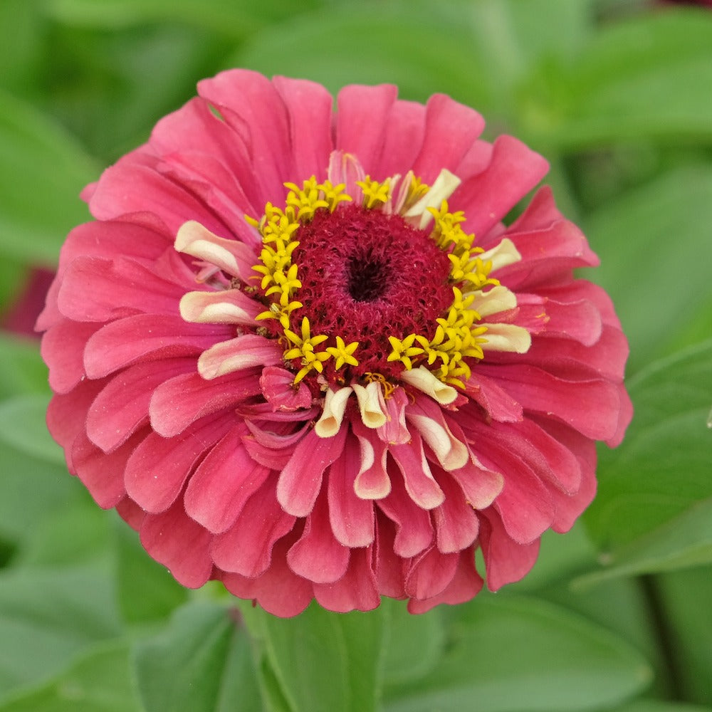 Queeny Lime Red Zinnia Seeds – Epic Gardening