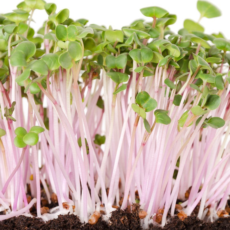 rose sprouting seeds China Rose Radish Sprouts Seeds