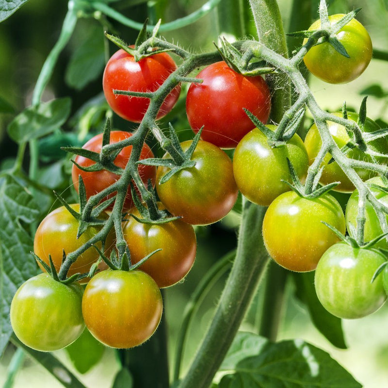 cherry tomato plants from seeds Rainbow Blend Pole Cherry Tomato Seeds