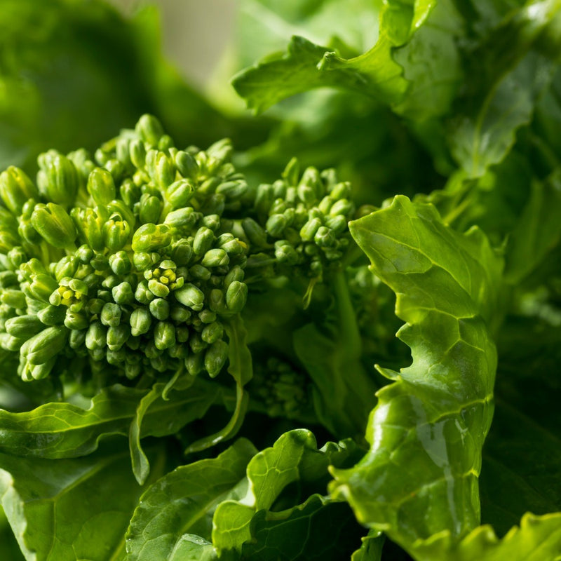 Rapini Broccoli Raab Seeds – Epic Gardening