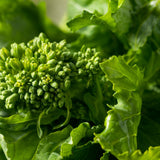 Rapini Broccoli Raab Seeds
