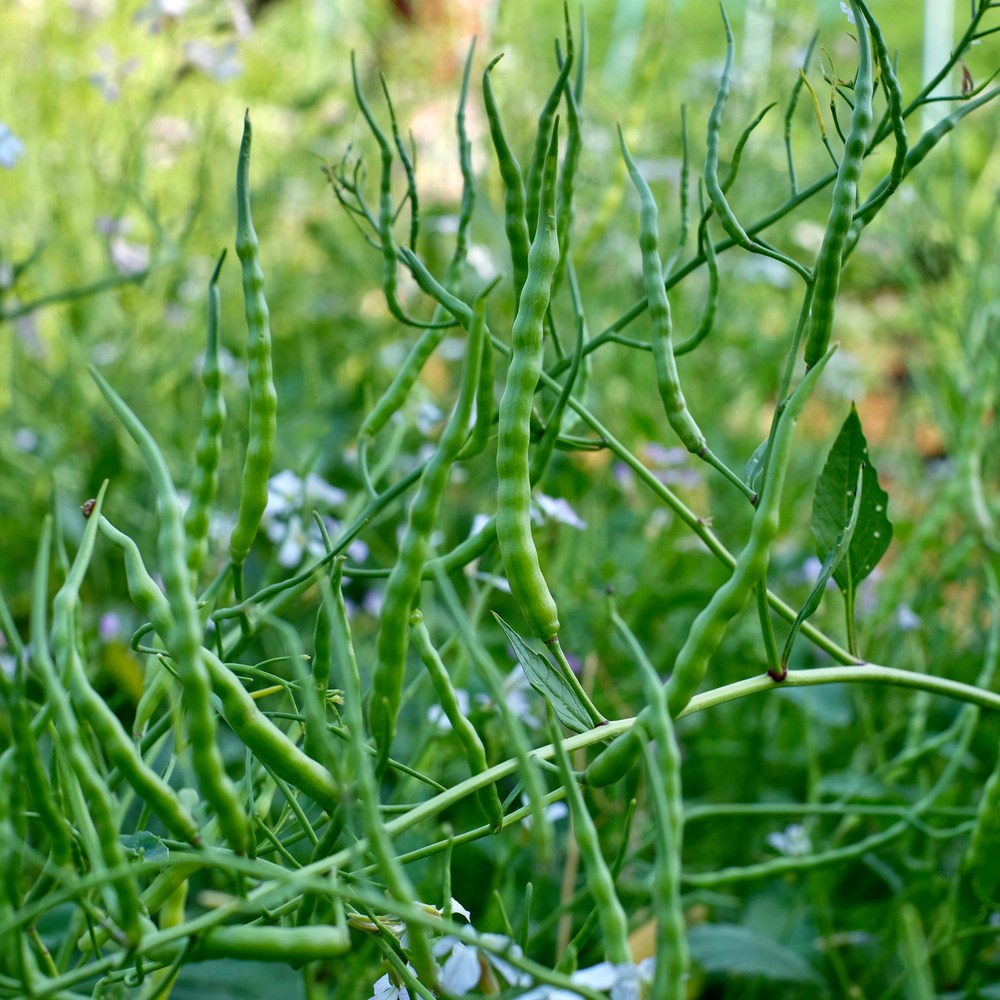 Rat's Tail Radish Seeds