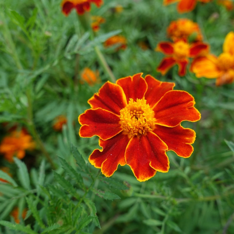french marigolds seeds Red Metamorph French Marigold Seeds