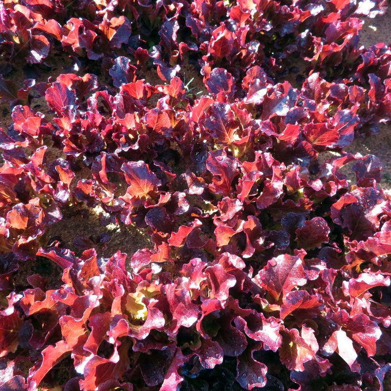 Red Sails Leaf Lettuce Seeds