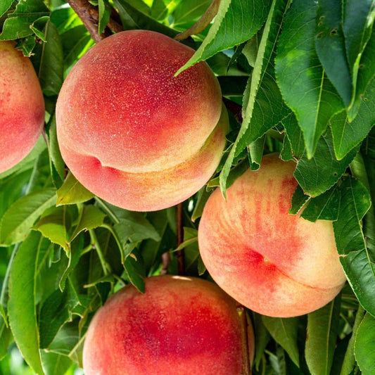 4-in-1 Peach Tree