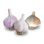 The Roaster’s Garlic Bundle