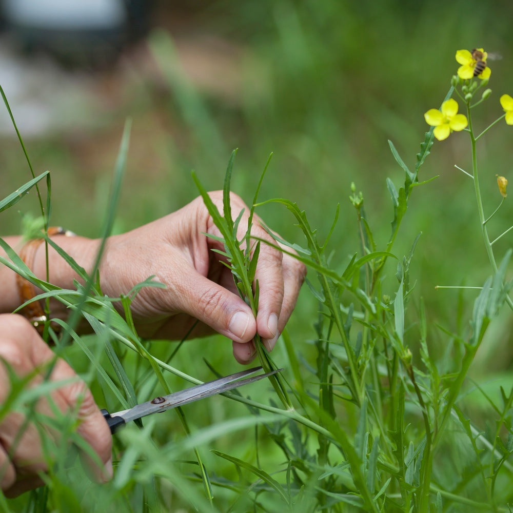 Rocky Arugula/Wild Rocket