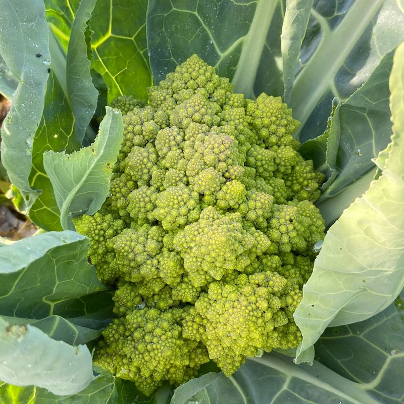 Romanesco Cauliflower Seeds