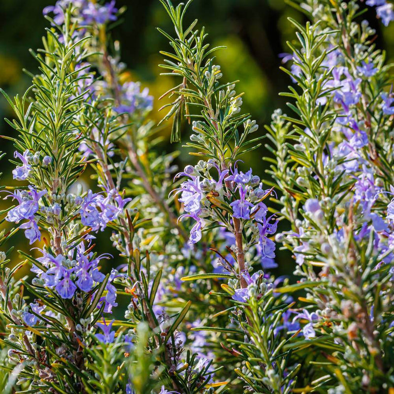 Rosemary Seeds