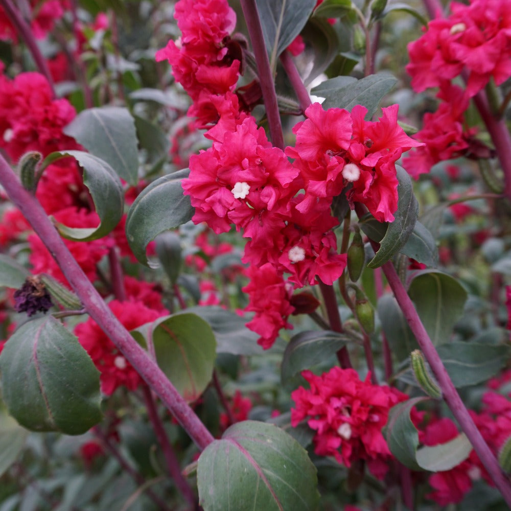 Rosy Cheek to Cheek Clarkia Seeds – Epic Gardening
