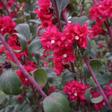 Rosy Cheek to Cheek Clarkia Seeds