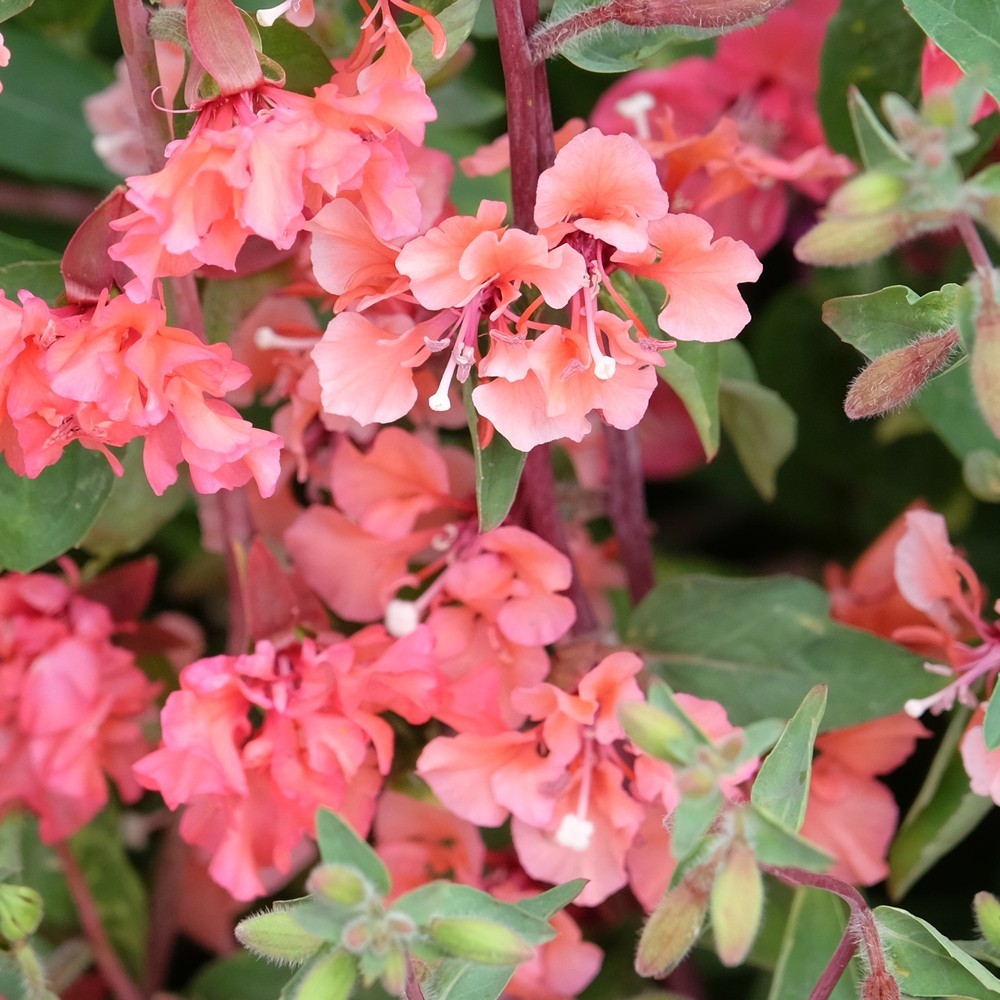 Rosy Cheek to Cheek Clarkia Seeds