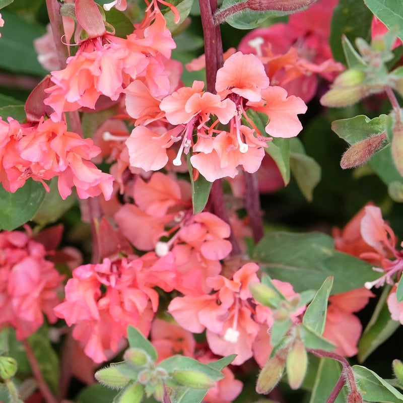 Rosy Cheek to Cheek Clarkia Seeds