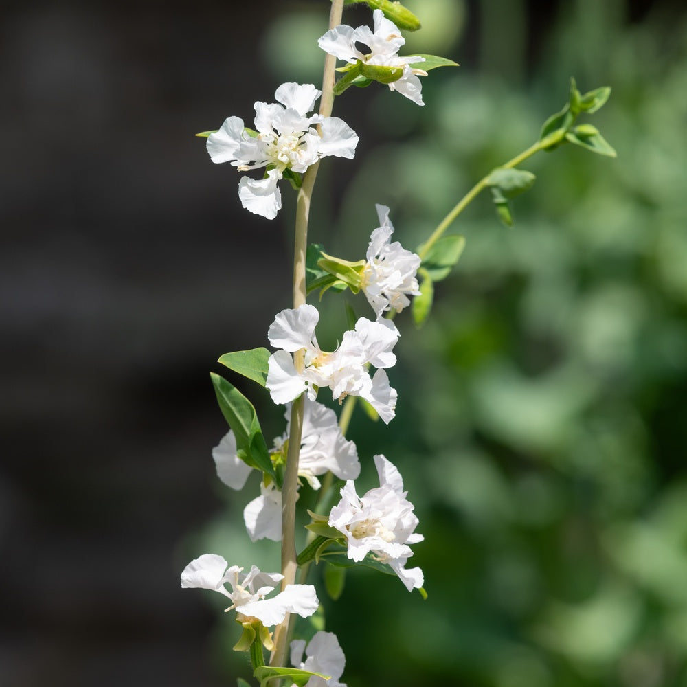 Rosy Cheek to Cheek Clarkia Seeds