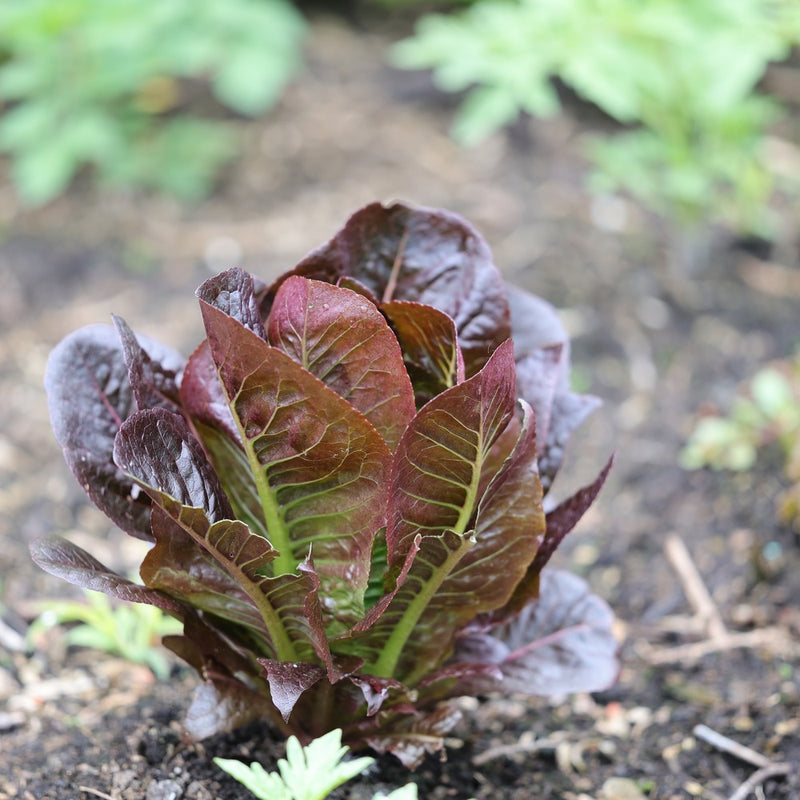 planting leaf lettuce from seed Rouge d'Hiver Romaine Lettuce Seeds