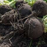 Round Black Spanish Radish Seeds