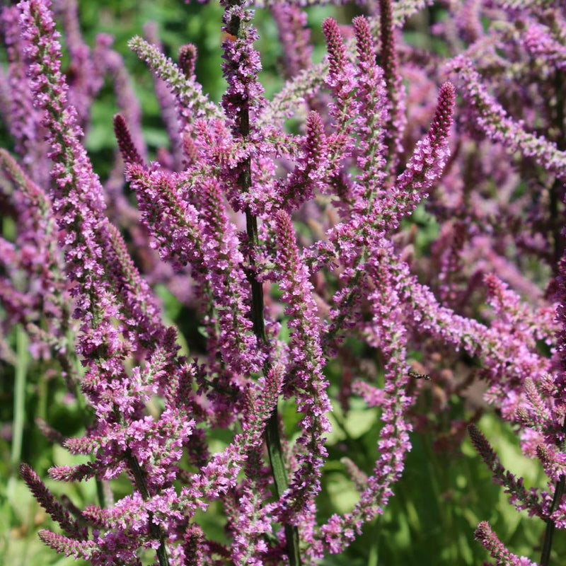 Russian Statice Seeds