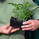 Salsa Sizzle (Level 2)