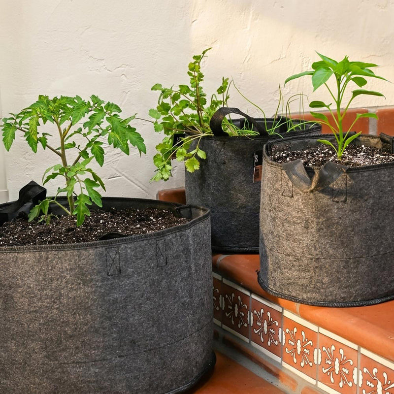 Salsa Sizzle (Level 2)