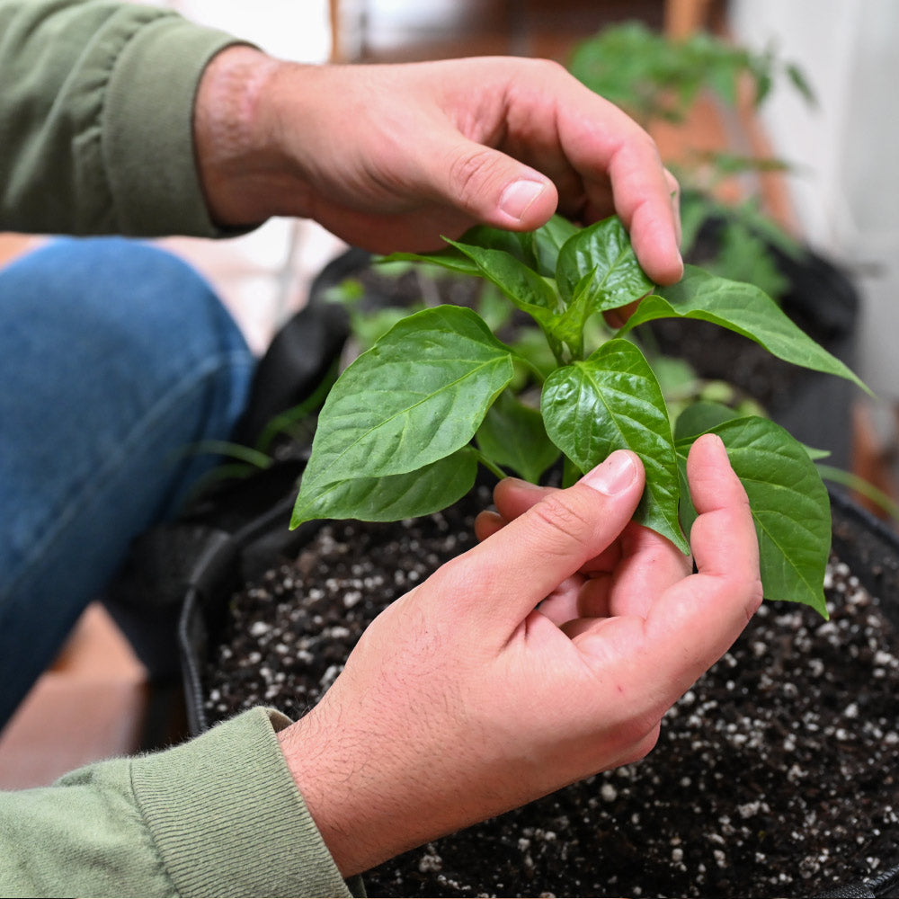 Epic Garden in a Box – Epic Gardening