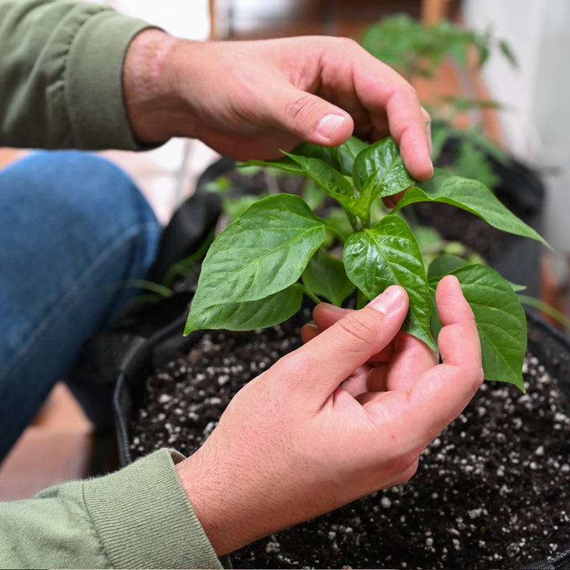 Salsa Sizzle (Level 2)