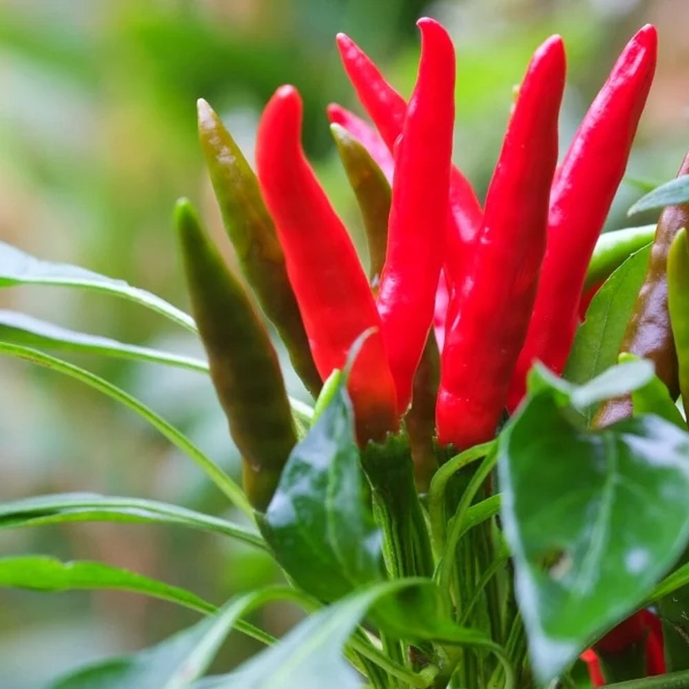 Santaka Chile Pepper Seeds