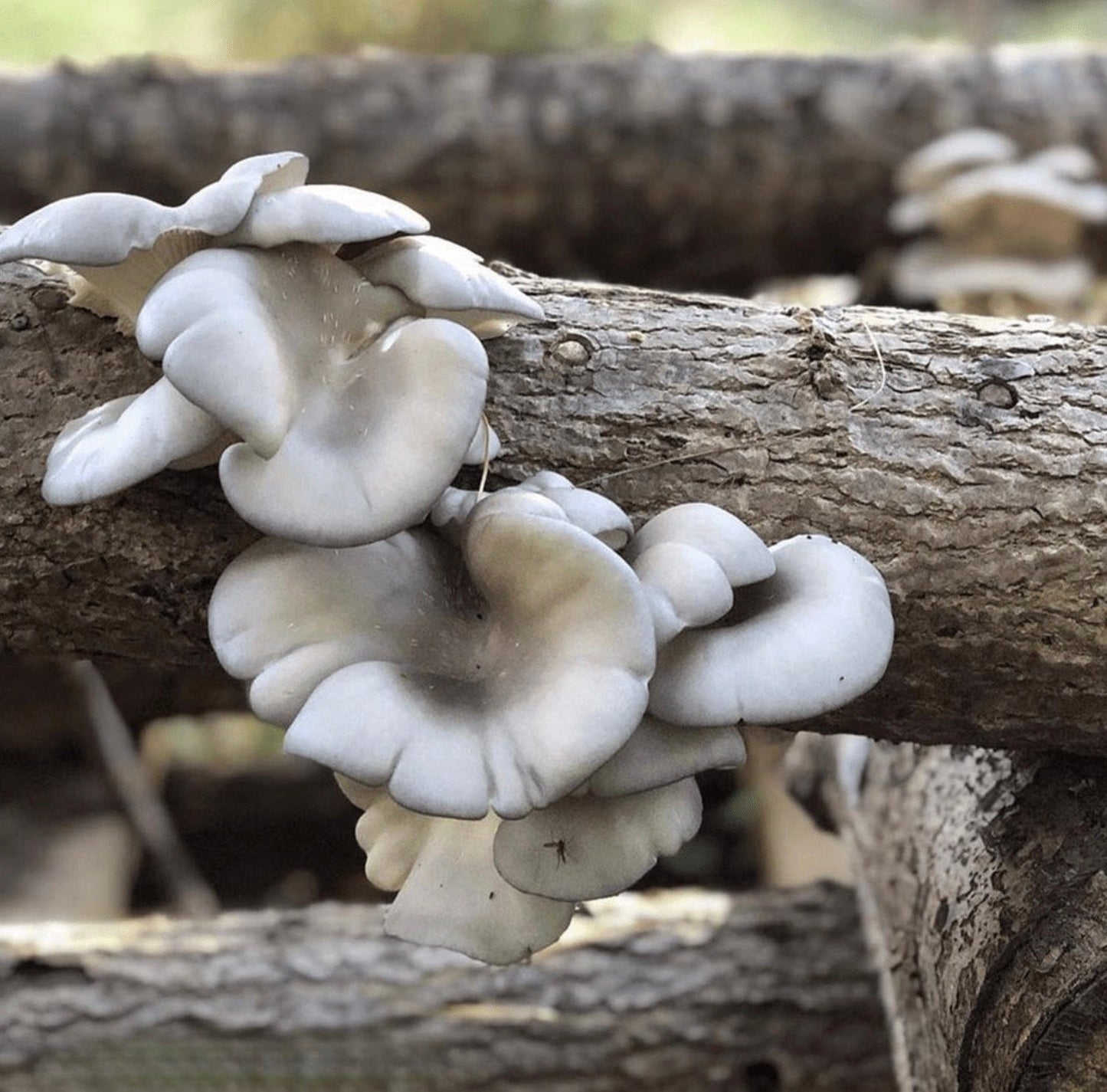 Organic Blue Oyster Mushroom Sawdust Spawn