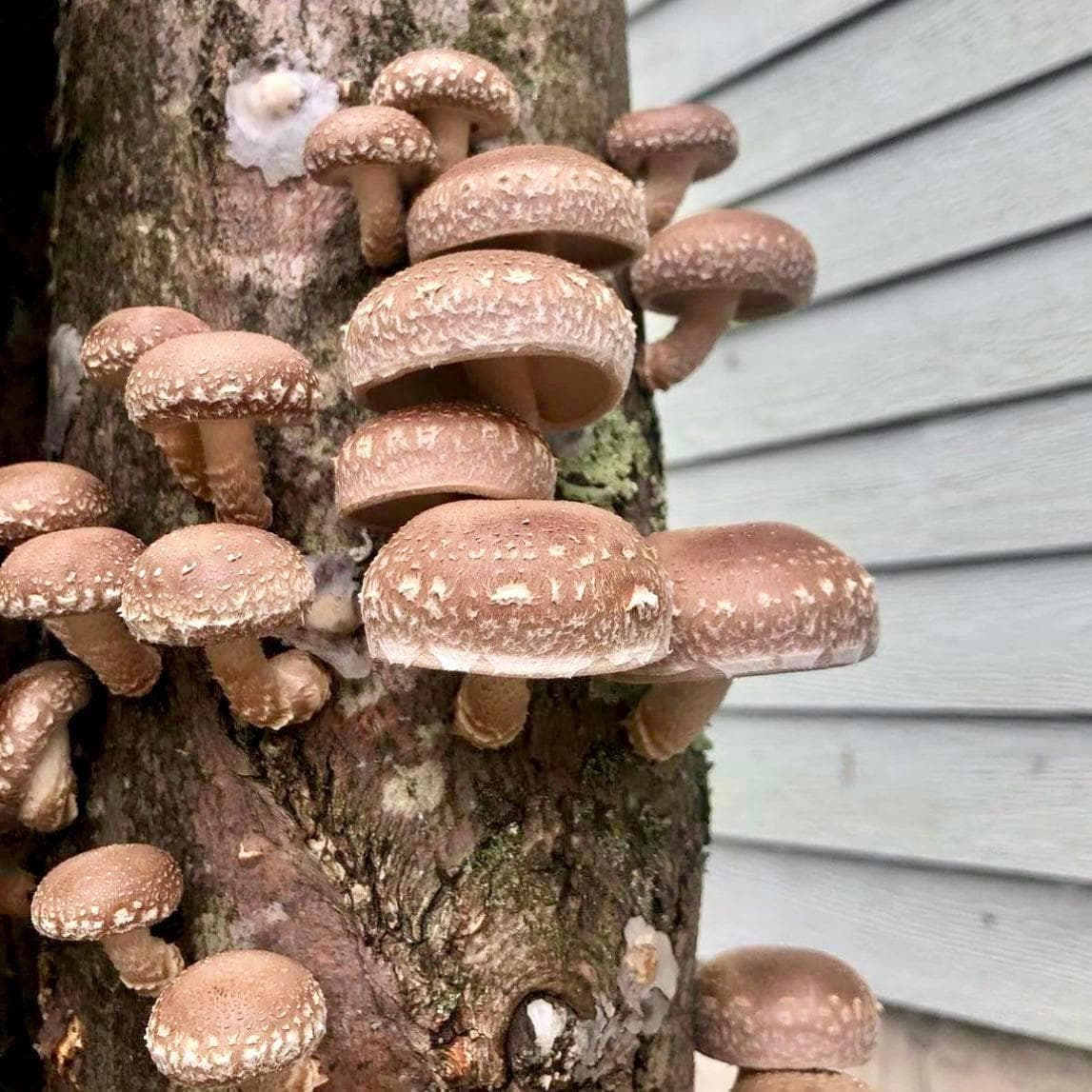 Organic Shiitake Mushroom Sawdust Spawn