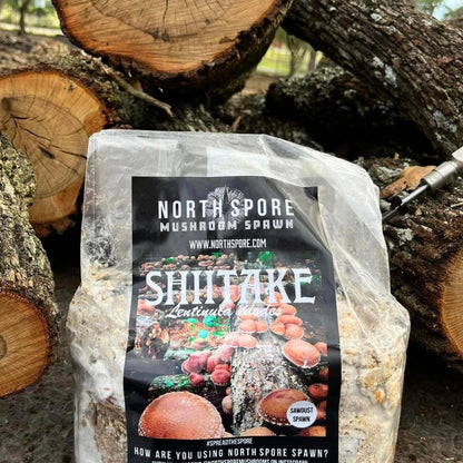 Organic Shiitake Mushroom Sawdust Spawn