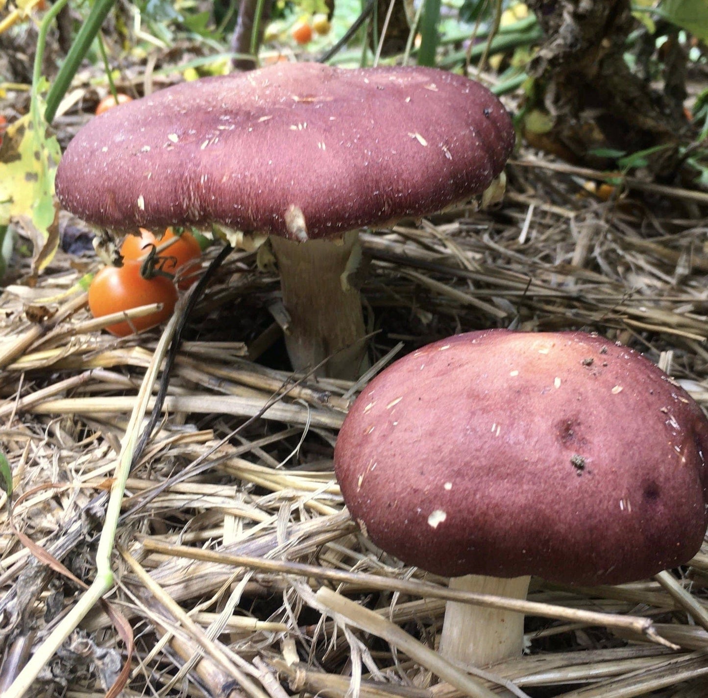 Organic Wine Cap Mushroom Sawdust Spawn