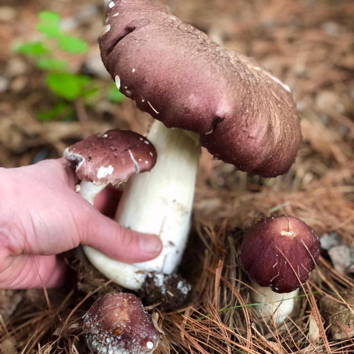 Organic Wine Cap Mushroom Sawdust Spawn