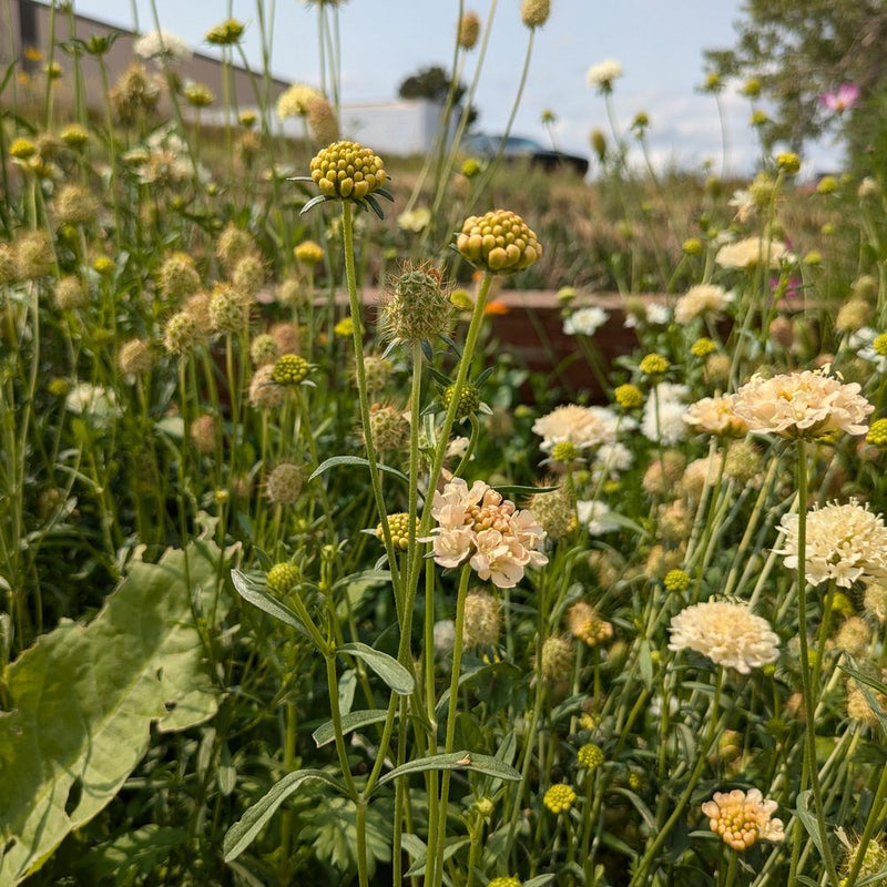 planting scabiosa seeds Fata Morgana Scabiosa Seeds