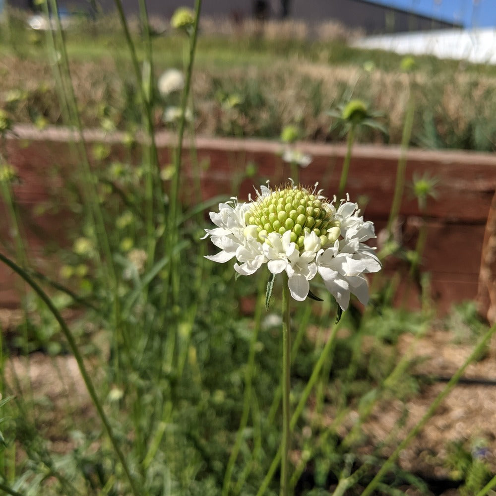 scabiosa flower seeds Snowmaiden Scabiosa Seeds