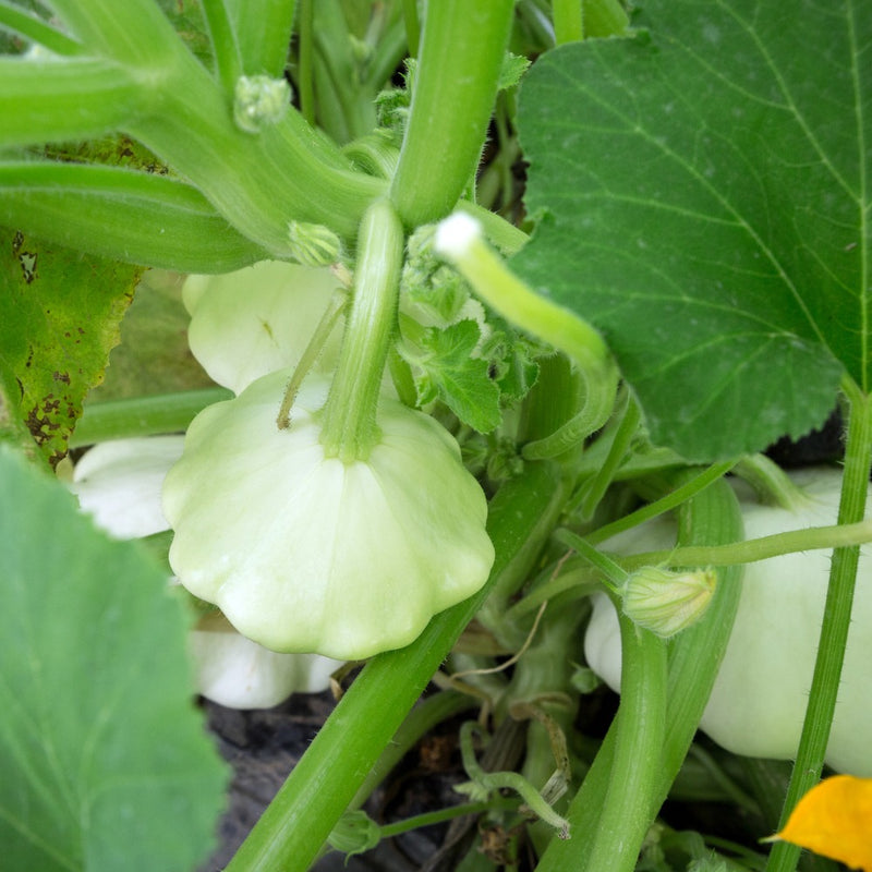 Scallop Blend Summer (Patty Pan) Squash Seeds