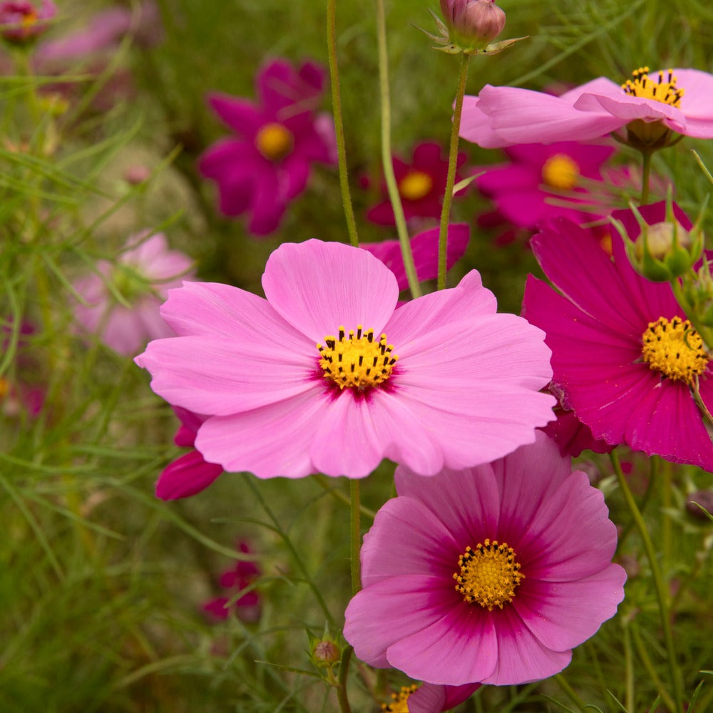 Sea Shells Blend Cosmos Seeds – Epic Gardening
